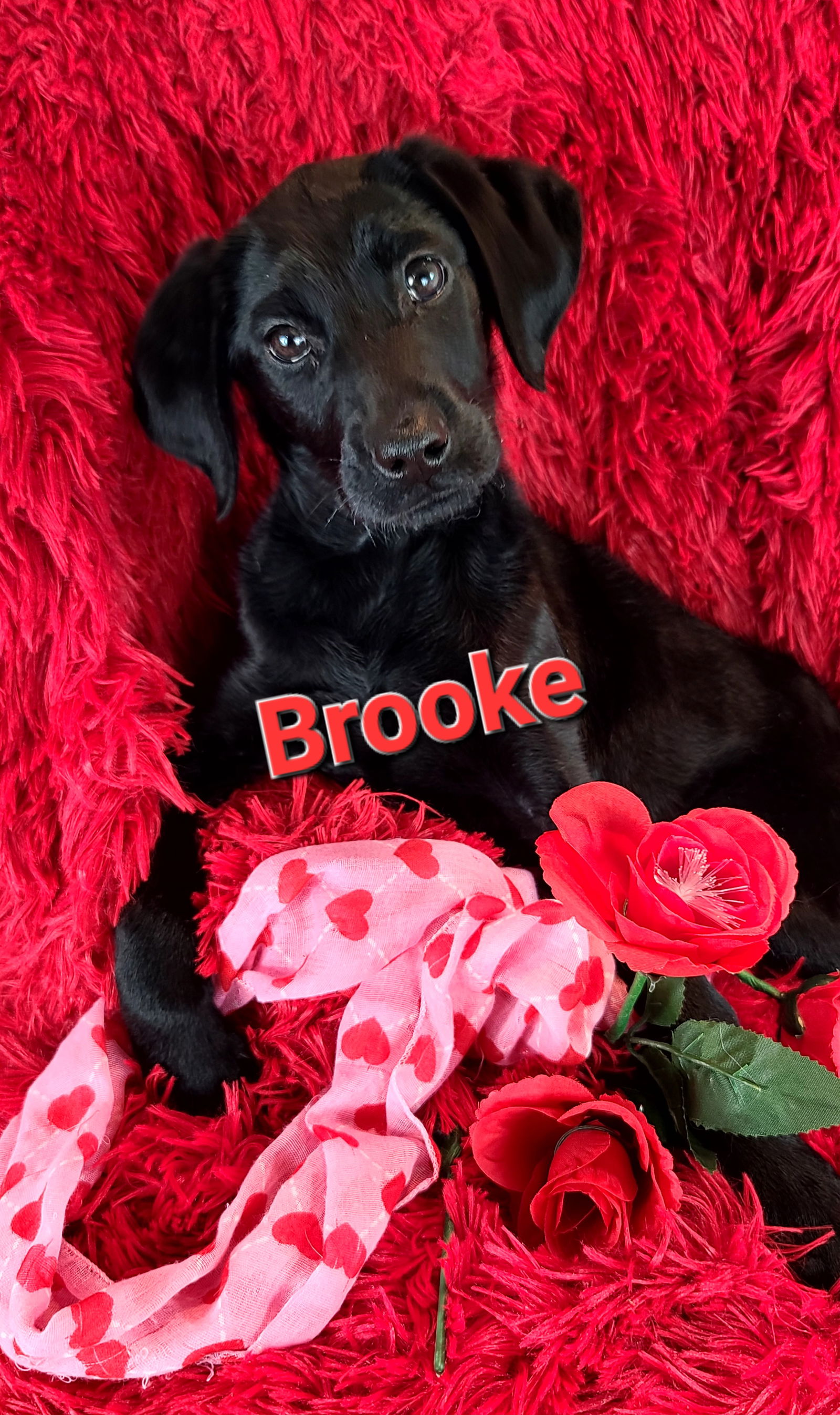 dog-for-adoption-brooke-a-labrador-retriever-in-cecil-county-md