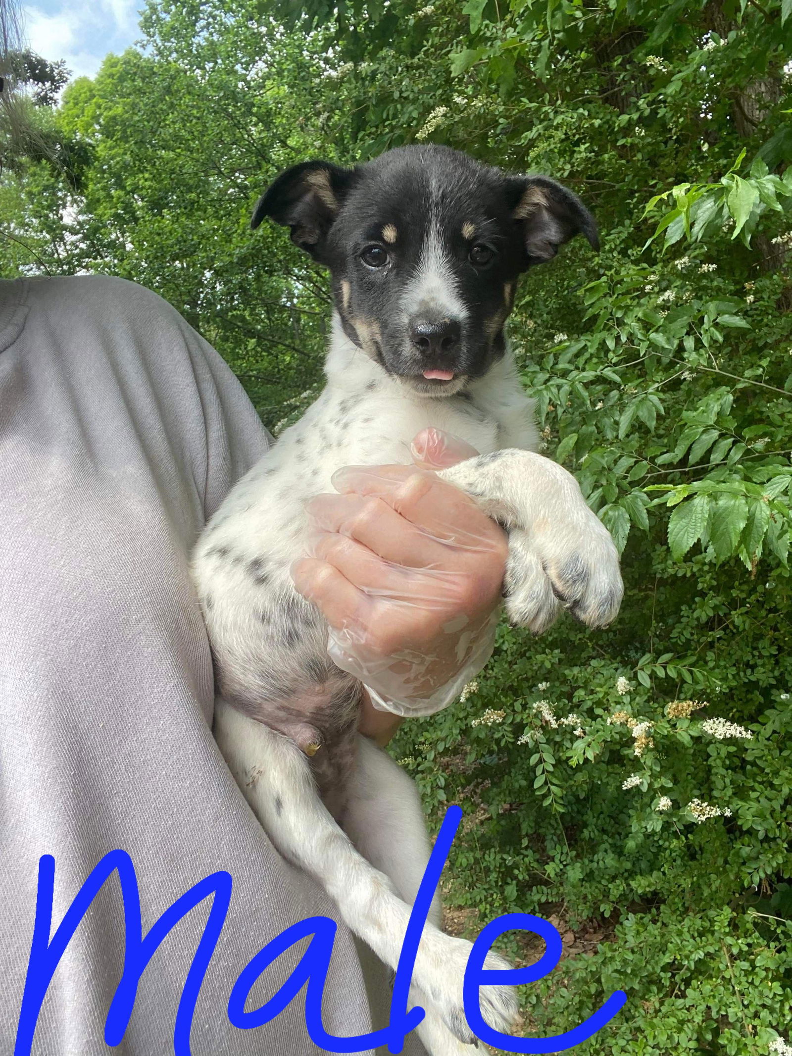 Dog for Adoption - Mason, a Australian Cattle Dog/Blue Heeler in Rising