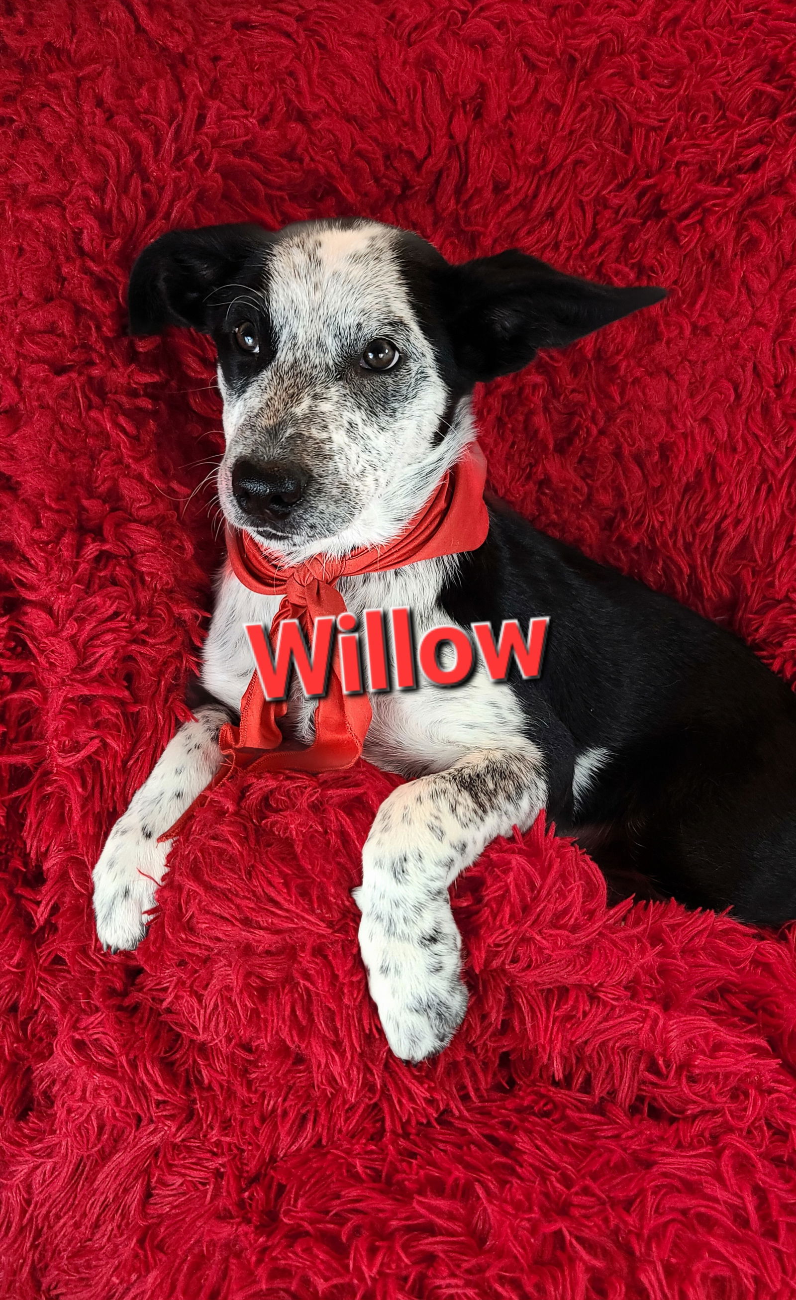 Dog for Adoption - Willow, a Border Collie in Bel Air, MD | Alpha Paw