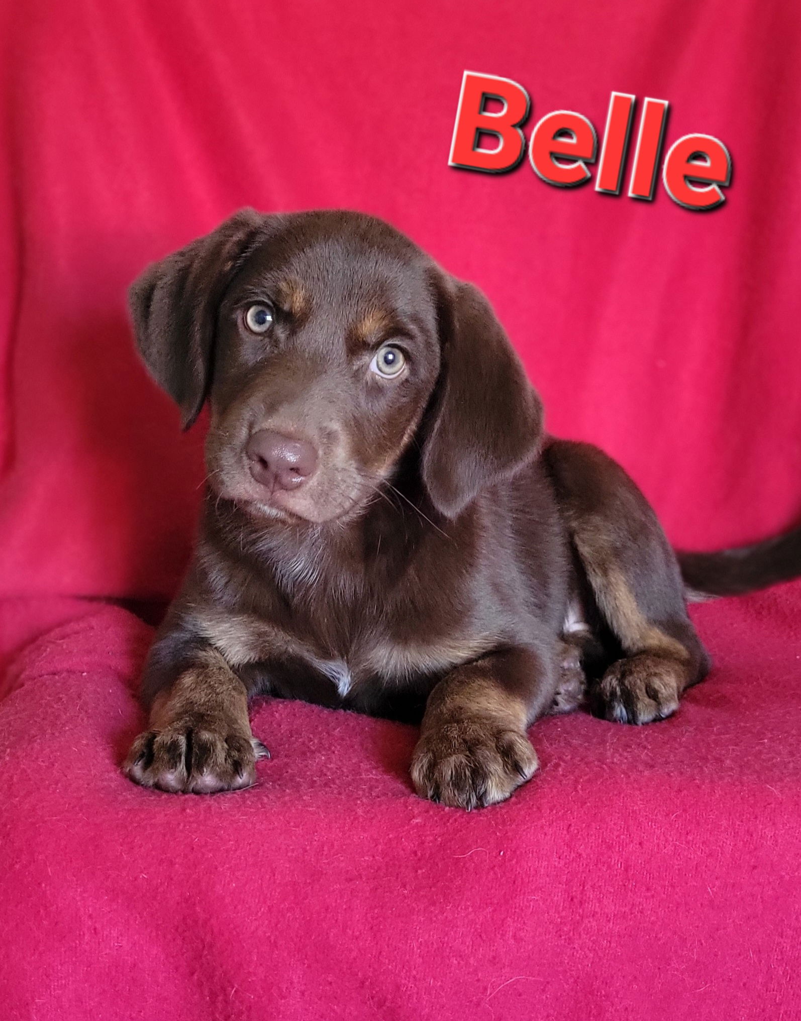 Dog for Adoption - Belle, a Chocolate Labrador Retriever in Kent County ...