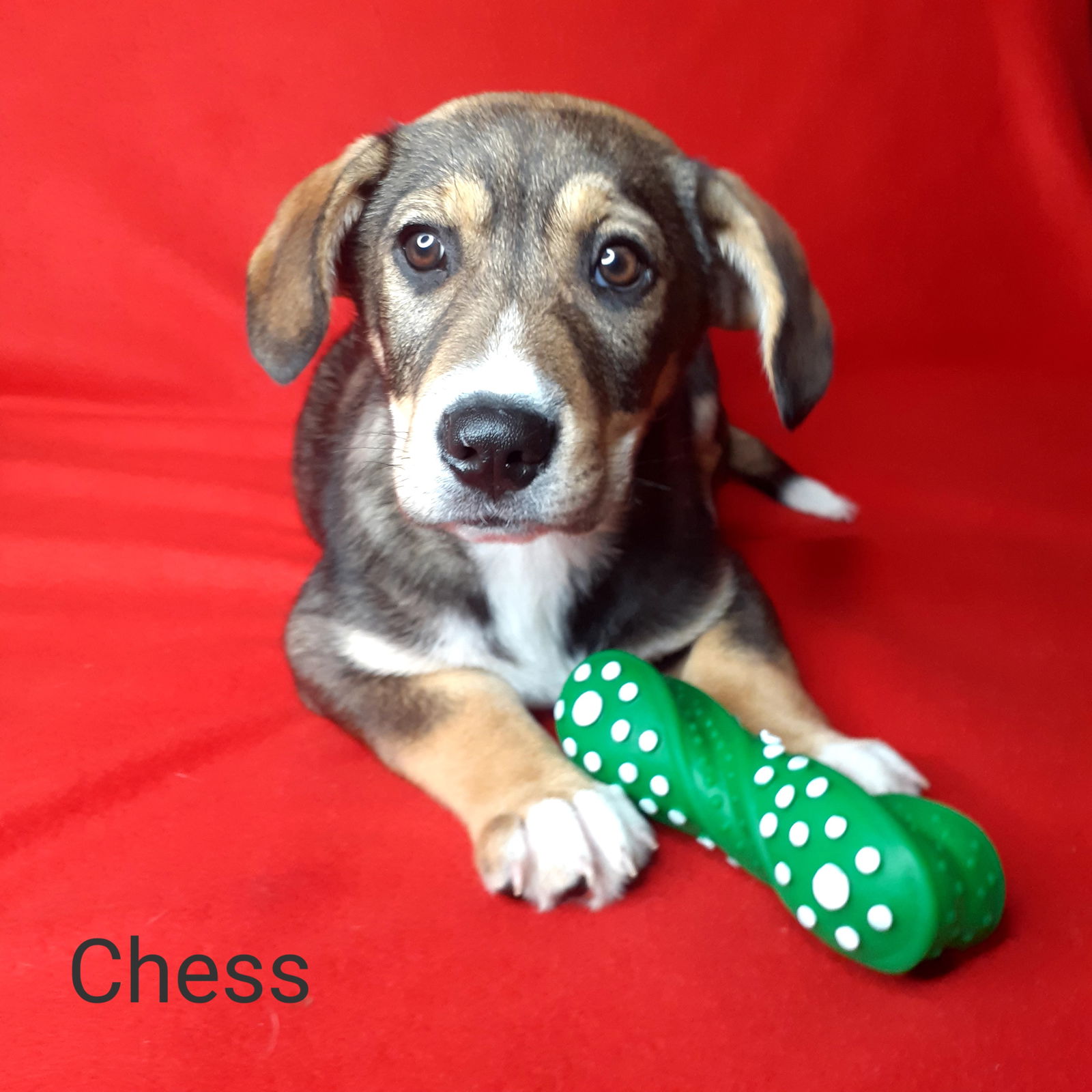 Dog for Adoption - Chess, a Corgi in Harrington, DE | Alpha Paw