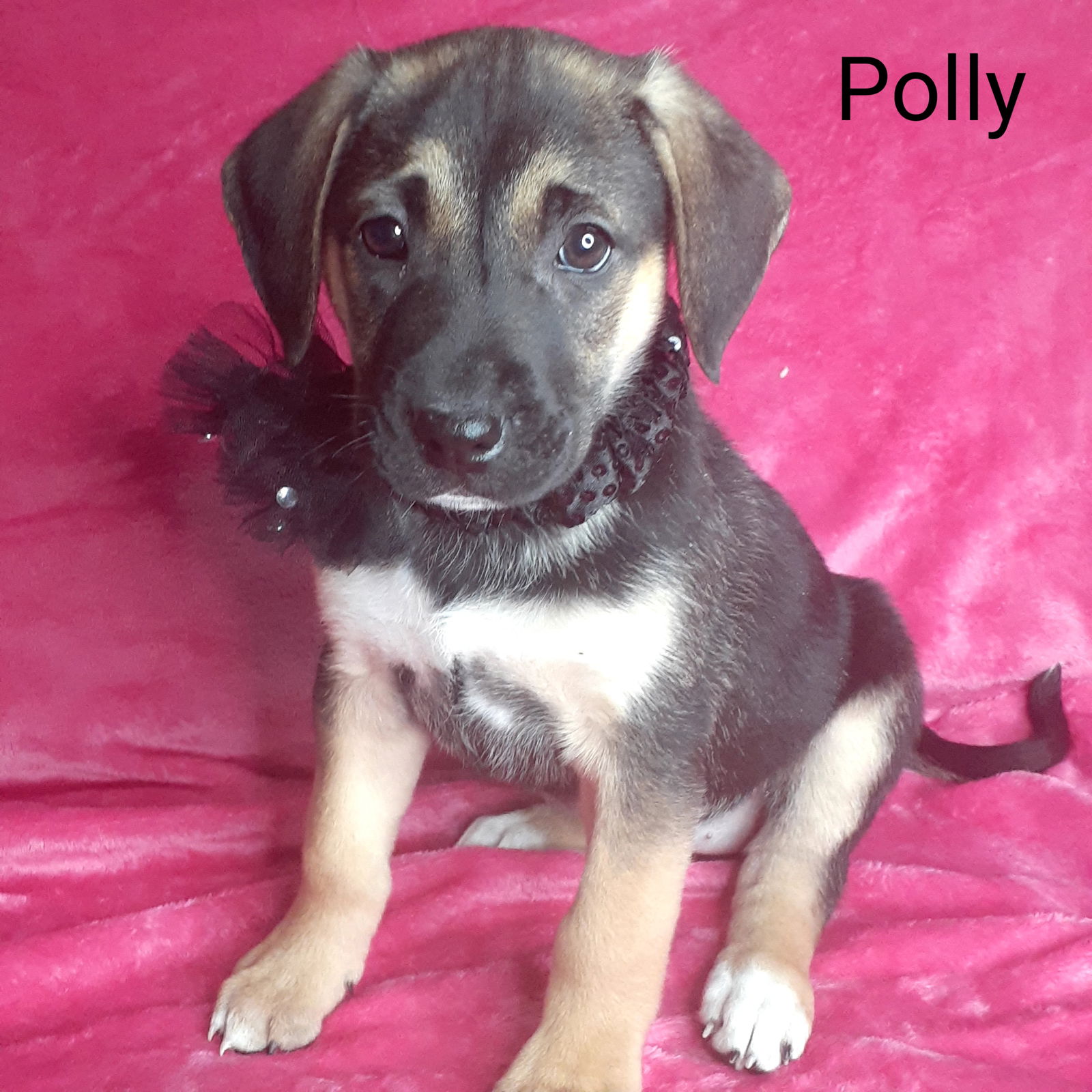 Dog for Adoption - Polly, a German Shepherd Dog in Bel Air, MD | Alpha Paw