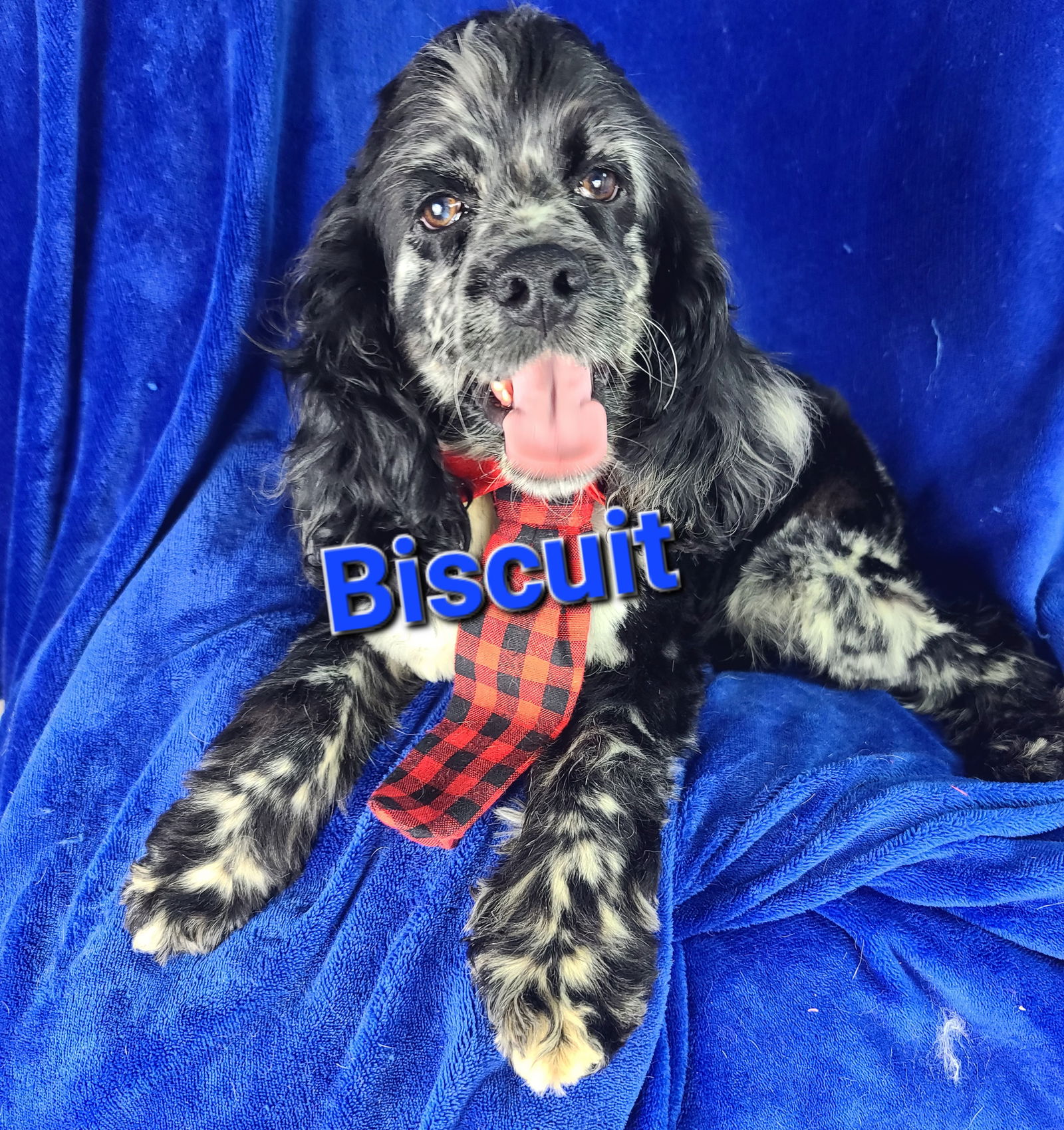 Dog for Adoption - Biscuit, a Cocker Spaniel in Brooklawn, NJ | Alpha Paw