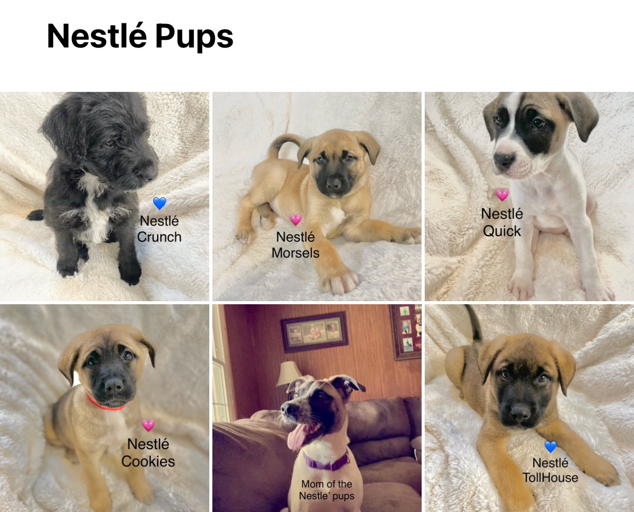 Dog for Adoption Nestlé Quick, a Akita in Alloway, NJ Alpha Paw
