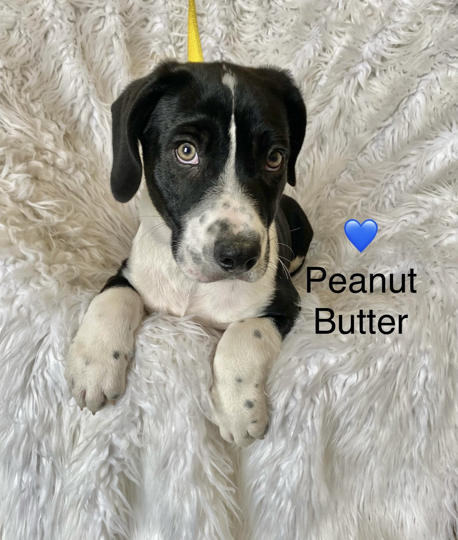 Dog for Adoption Peanut Butter, a Labrador Retriever in Kent County