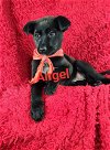 adoptable Dog in  named Angel