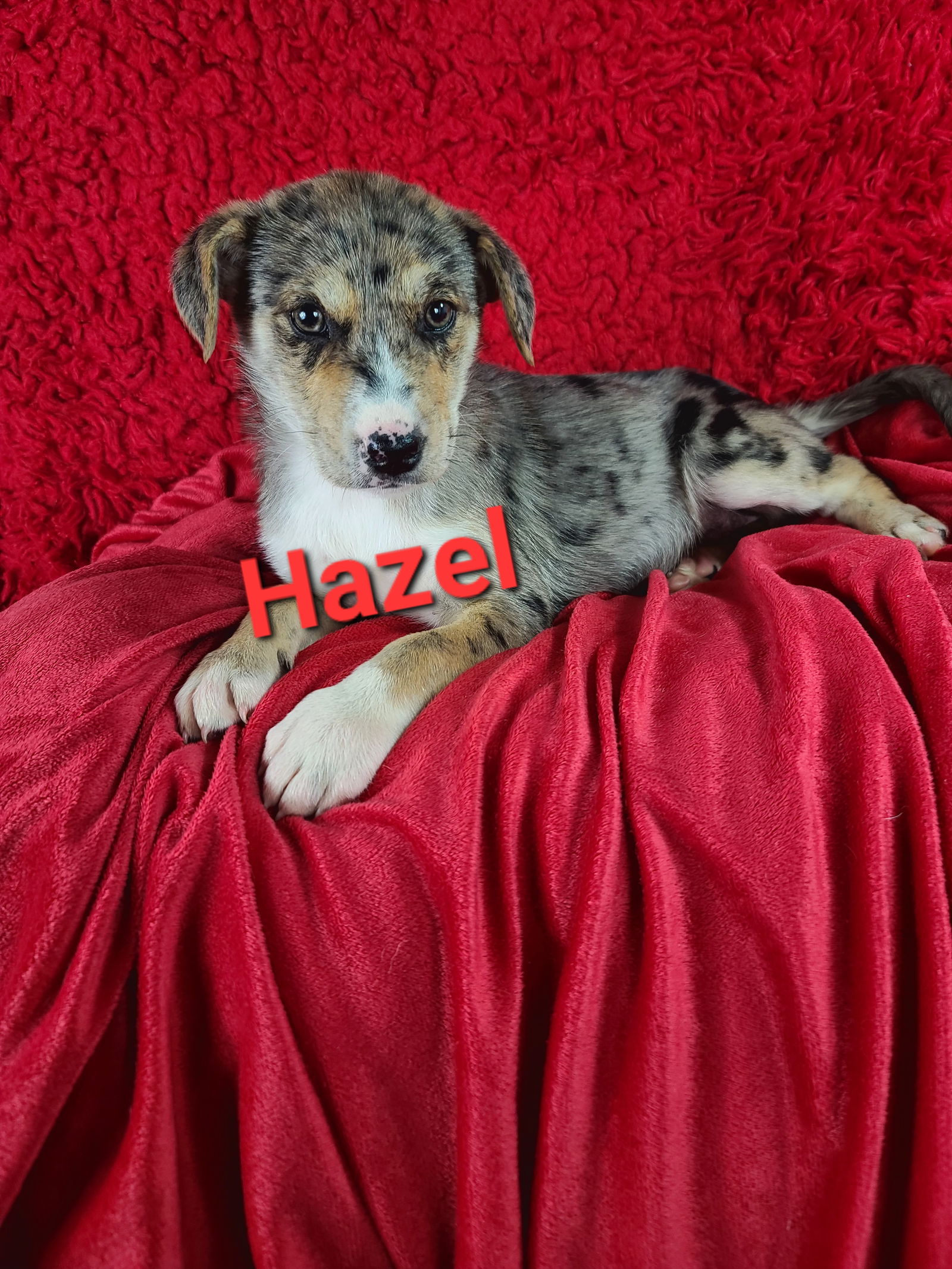 Dog for Adoption - Hazel, a Catahoula Leopard Dog in Havre De Grace, MD