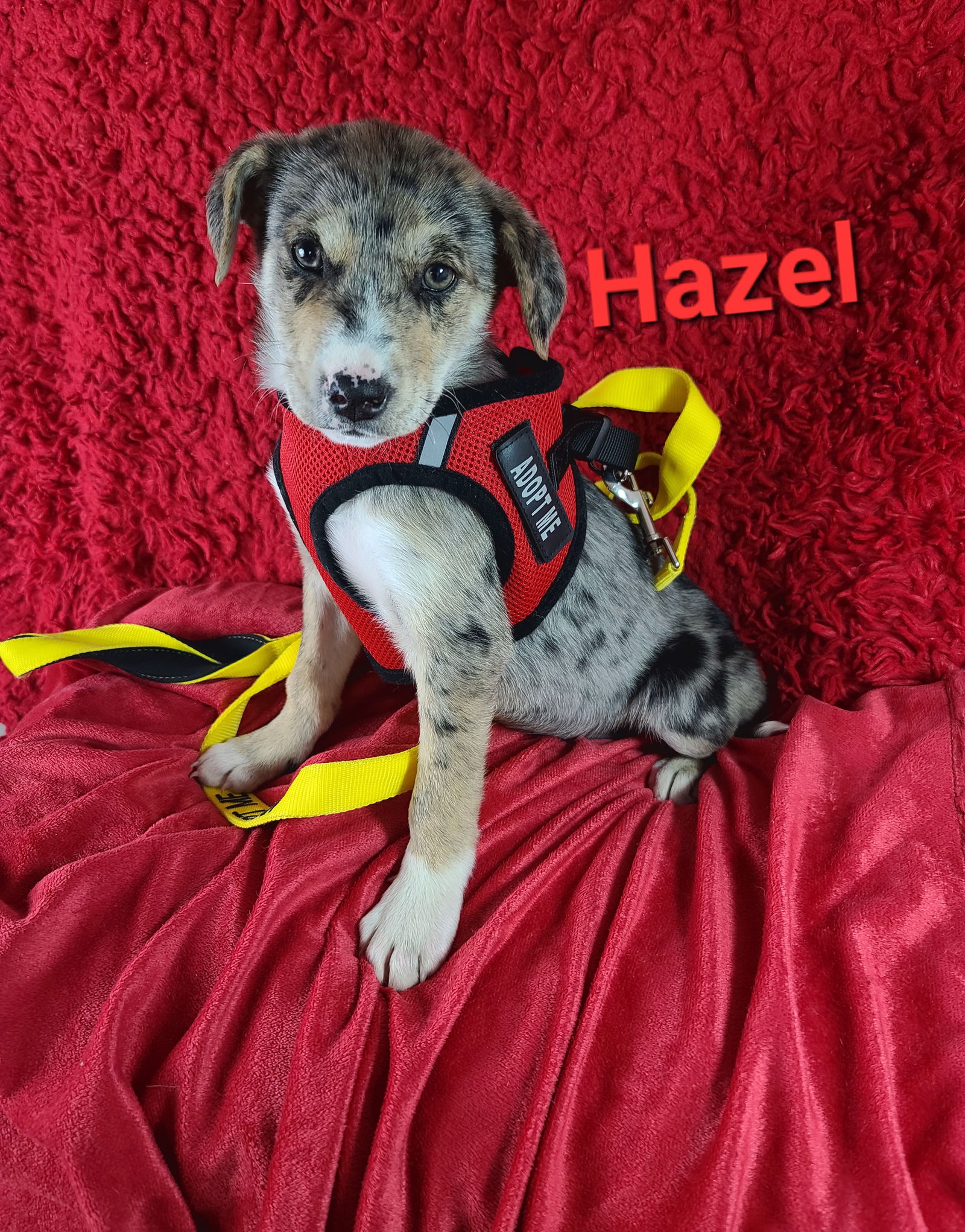 Dog for Adoption - Hazel, a Catahoula Leopard Dog in Havre De Grace, MD