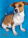 adoptable Dog in elkton, MD named Waylon