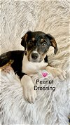 adoptable Dog in , DE named Peanut Dressing