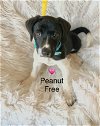 adoptable Dog in , DE named Peanut Free