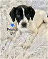 adoptable Dog in , DE named Peanut Oil