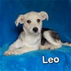 adoptable Dog in , DE named Leo