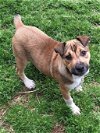 adoptable Dog in  named Shelby