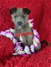 adoptable Dog in , DE named Jasmine ( Tiny terrier 7 lbs)