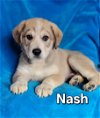 adoptable Dog in  named Nash