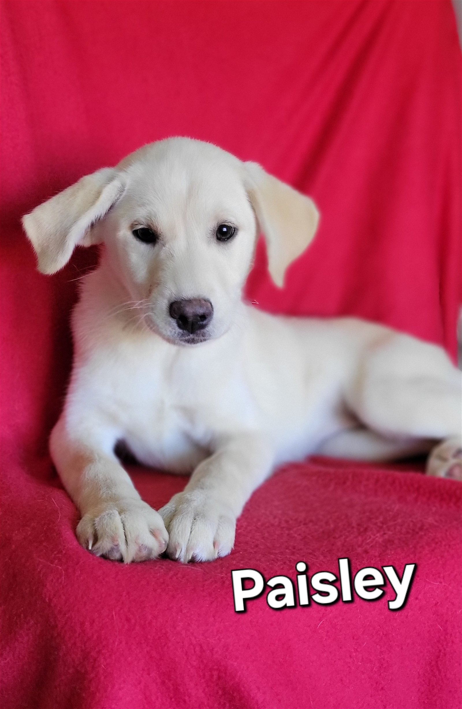 adoptable Dog in Newark, DE named Paisley