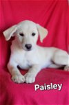 adoptable Dog in , DE named Paisley