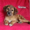 adoptable Dog in , DE named Quinn