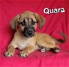 adoptable Dog in , DE named Quara