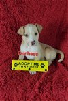 adoptable Dog in  named Duchess