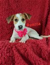 adoptable Dog in , DE named Renata