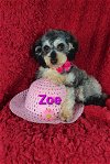 adoptable Dog in  named Zoe