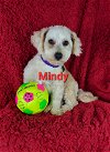 adoptable Dog in  named Mindy