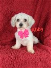 adoptable Dog in  named Abby