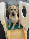 adoptable Dog in new castle, DE named Quality Control