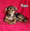 adoptable Dog in , DE named Rain