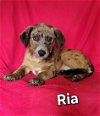 adoptable Dog in  named Ria