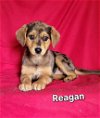 adoptable Dog in  named Reagan