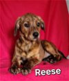 adoptable Dog in  named Reese