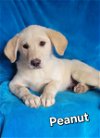 adoptable Dog in , DE named Peanut