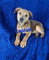 adoptable Dog in newark, DE named Captain