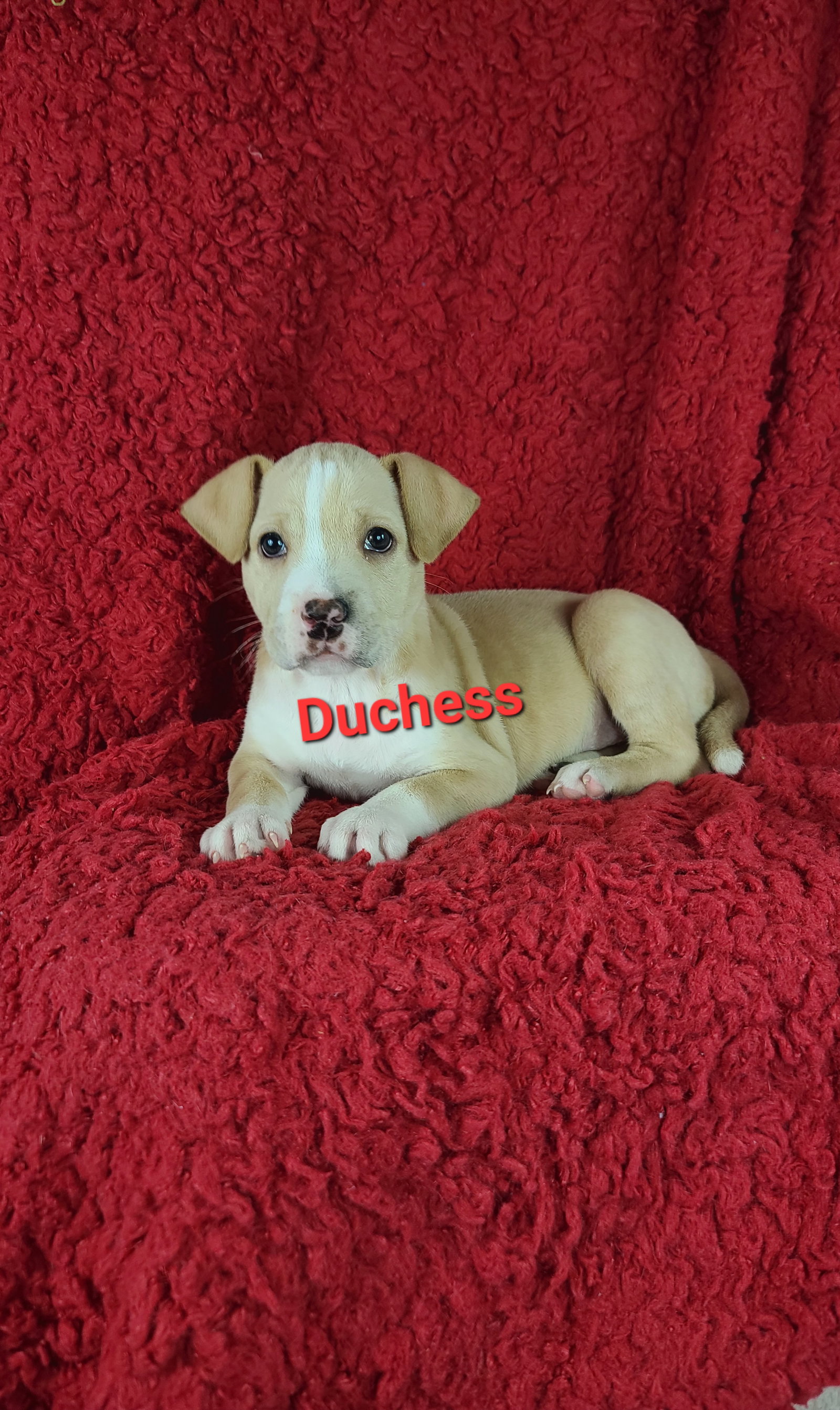 Dog for Adoption Duchess (Rehoming Fee 300), a American Bulldog in
