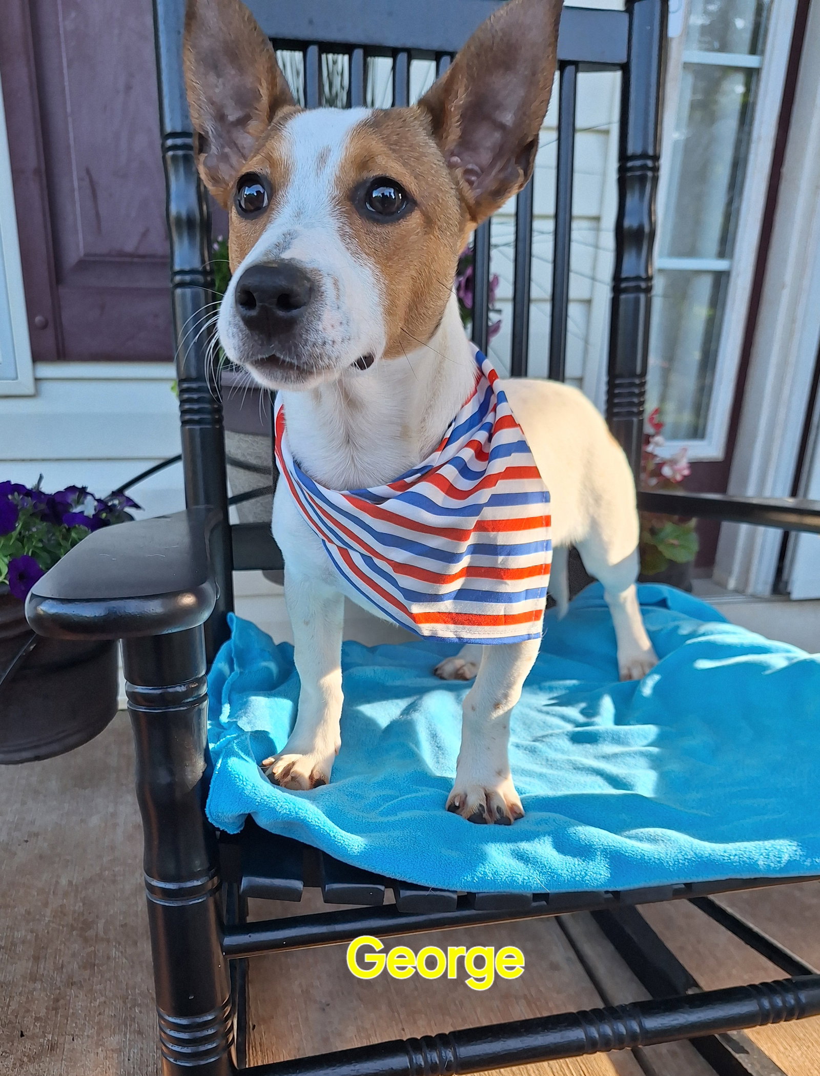 Dog adoption in Elkton, MD 21921 Jack Russell Terrier / Mixed (short