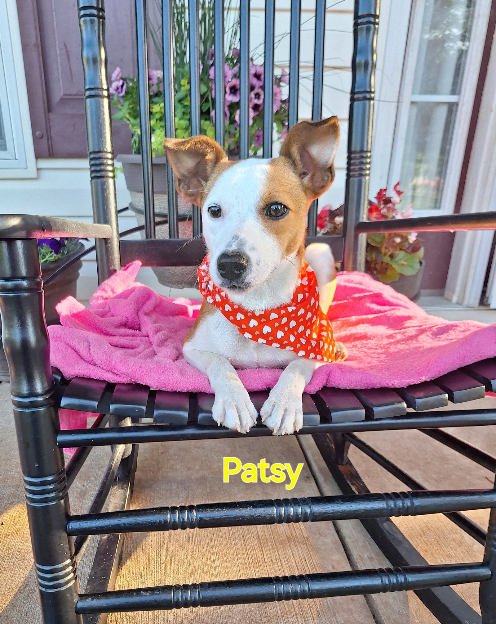 Dog adoption in Elkton, MD 21921 Jack Russell Terrier / Mixed (short