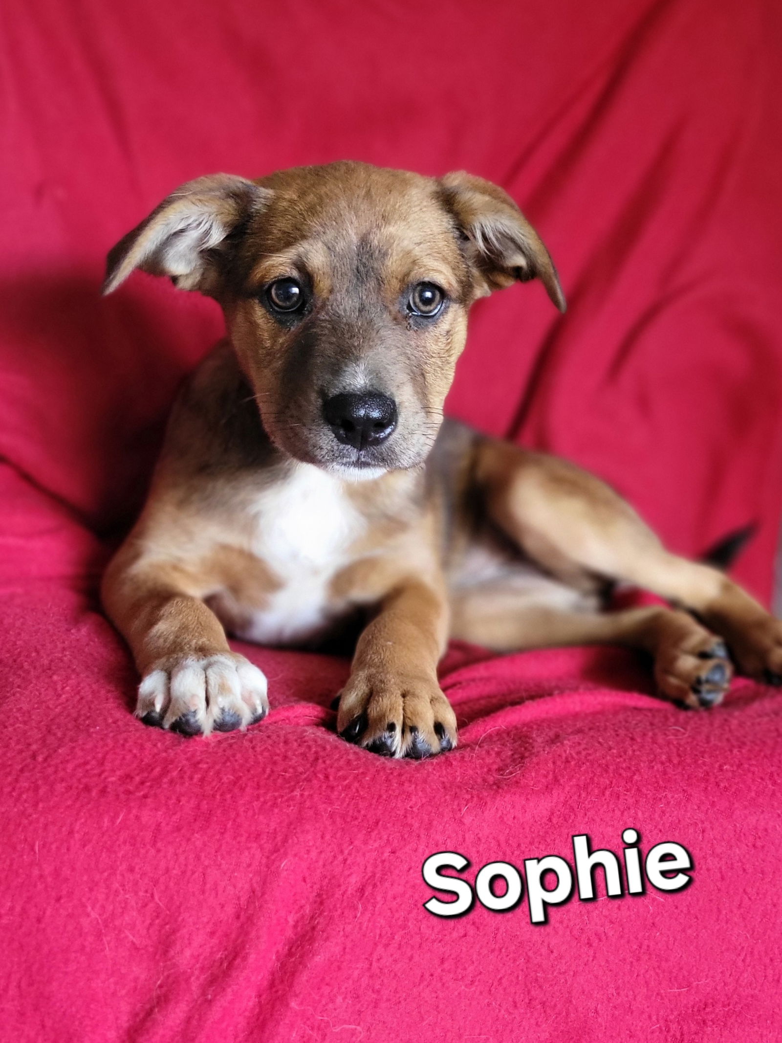 Dog for Adoption - Sophie, a German Shepherd Dog in Newark, DE | Alpha Paw