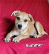 adoptable Dog in , DE named Summer