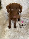 adoptable Dog in new castle, DE named Super Fund