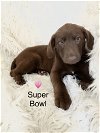 adoptable Dog in new castle, DE named Super Bowl