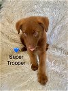 adoptable Dog in new castle, DE named Super Trooper
