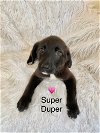 adoptable Dog in new castle, DE named Super Duper