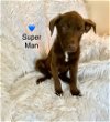 adoptable Dog in new castle, DE named Super Man