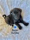adoptable Dog in new castle, DE named Super Sunday