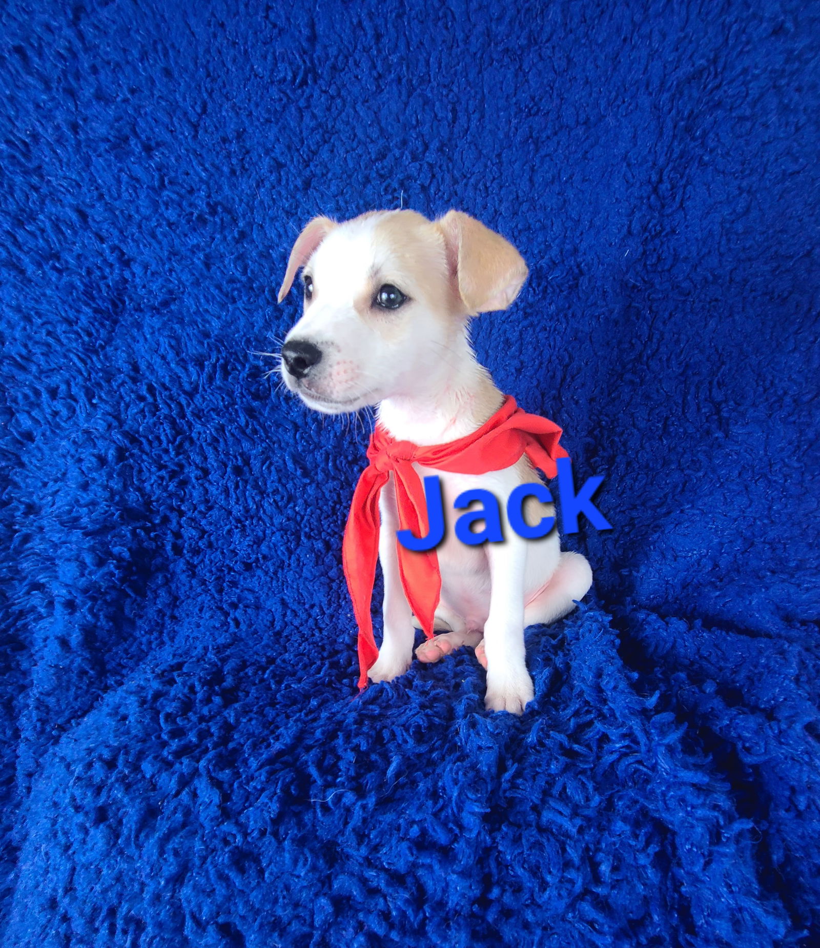 Dog for Adoption - Jack, a Jack Russell Terrier in Newport, DE | Alpha Paw