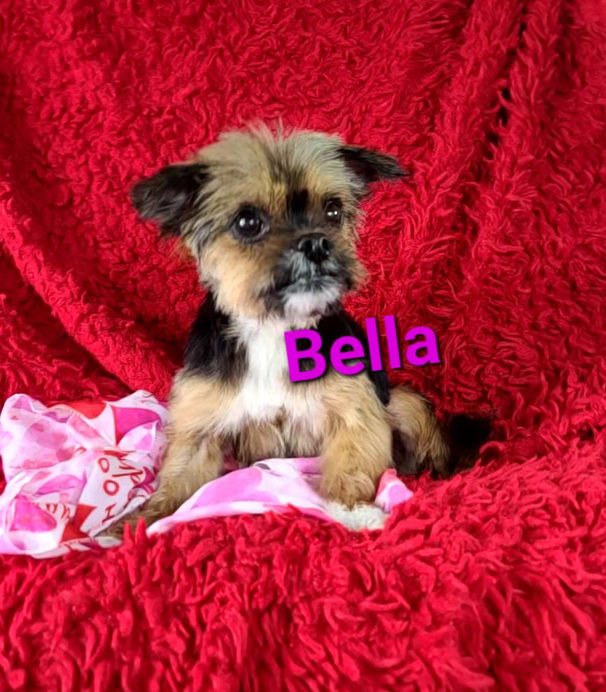 Dog for Adoption - Bella, a Yorkshire Terrier Yorkie in Bellefonte, DE ...