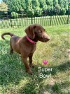 adoptable Dog in , DE named Super Bowl